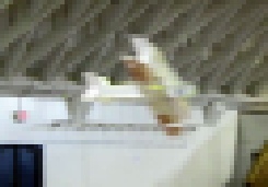3DBipe.mp4